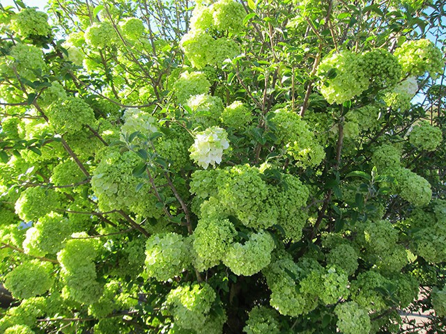 hydrangea