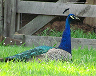 peacock